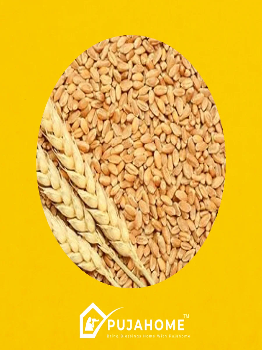 Organic Nature Wheat For Puja