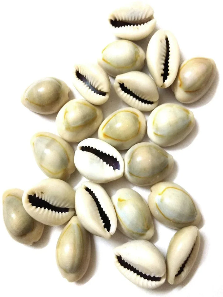 Authentic Kawdi, Kaudi, Kowdi, Cowrie, Koudi, Kodi Shells Stone Packet - Set of 21: Essential for Laxmi Puja & Rituals, Multifunctional Use